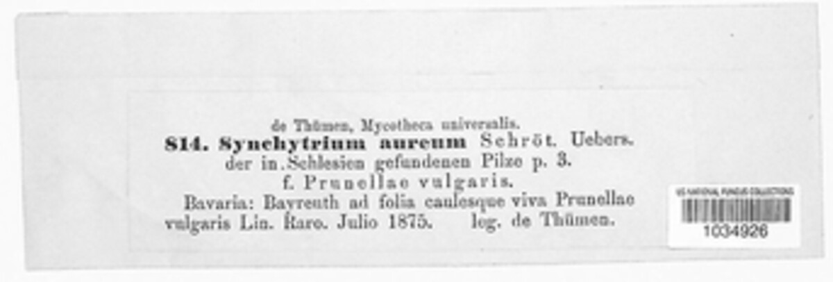 Synchytrium aureum image